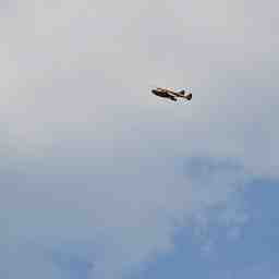 The Sea Duck in the air viewed from the side